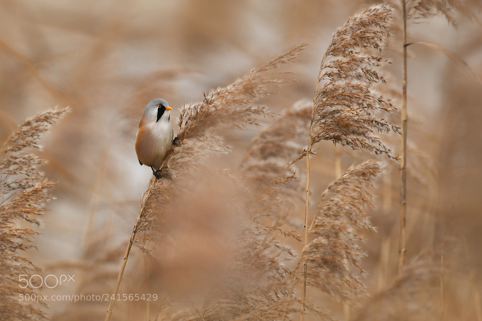 Nikon D500 sample photo. The bearded reedling photography