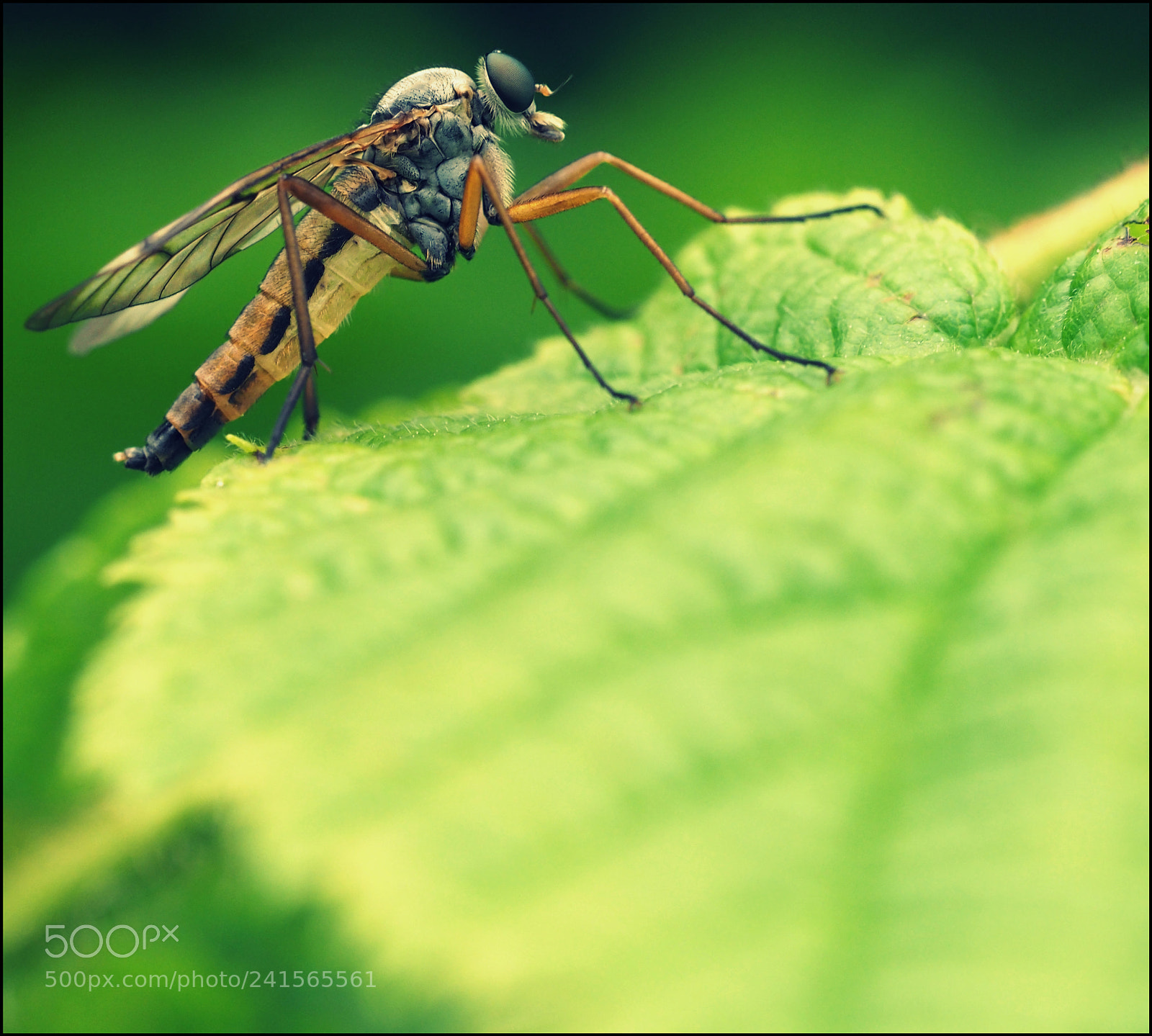 Olympus OM-D E-M1 Mark II sample photo. Live on a leaf photography
