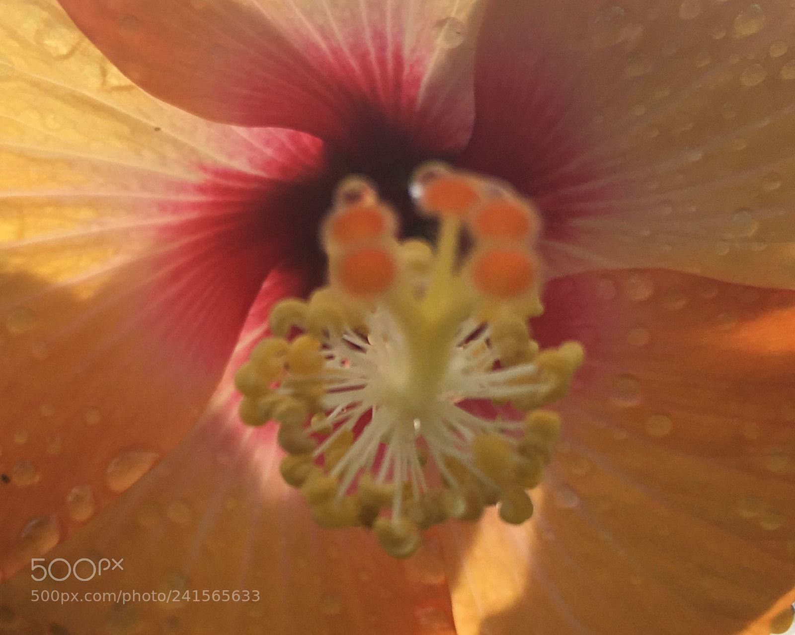 Apple iPhone 6s sample photo. Tiger lily photography