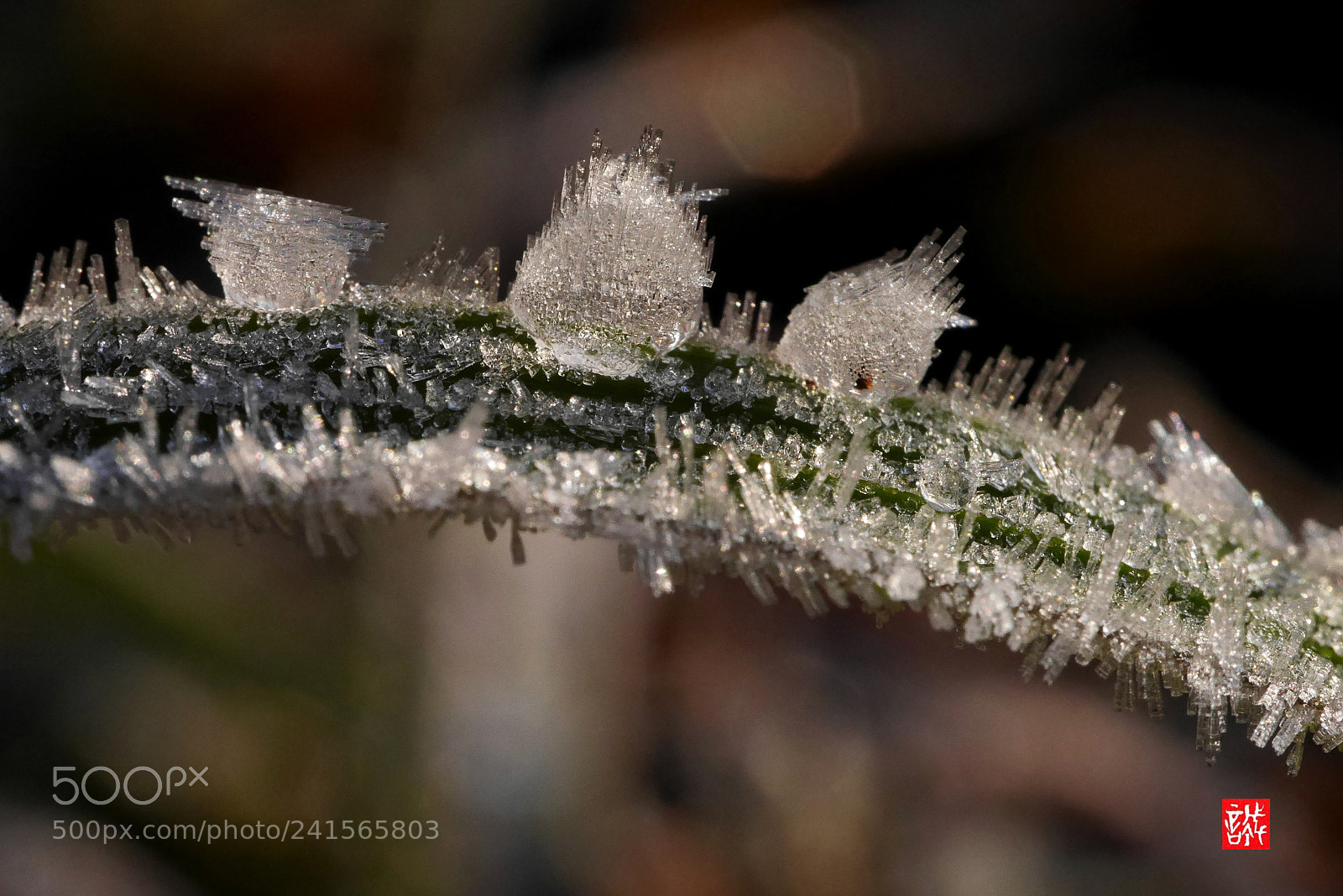 Panasonic Lumix DMC-GX7 sample photo. Cold morning  0106 photography