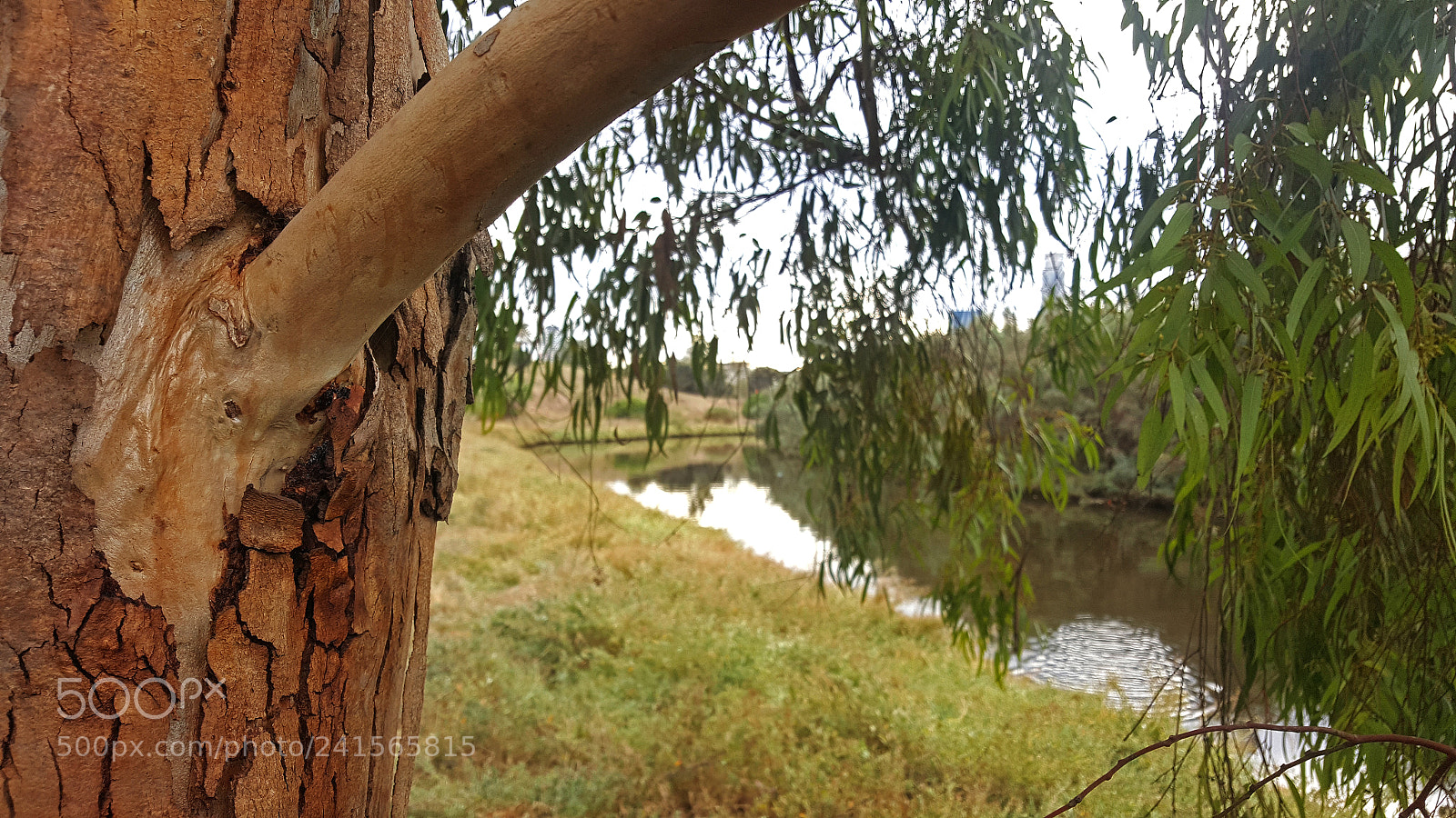 Samsung Galaxy S6 sample photo. Eucalyptus branch photography