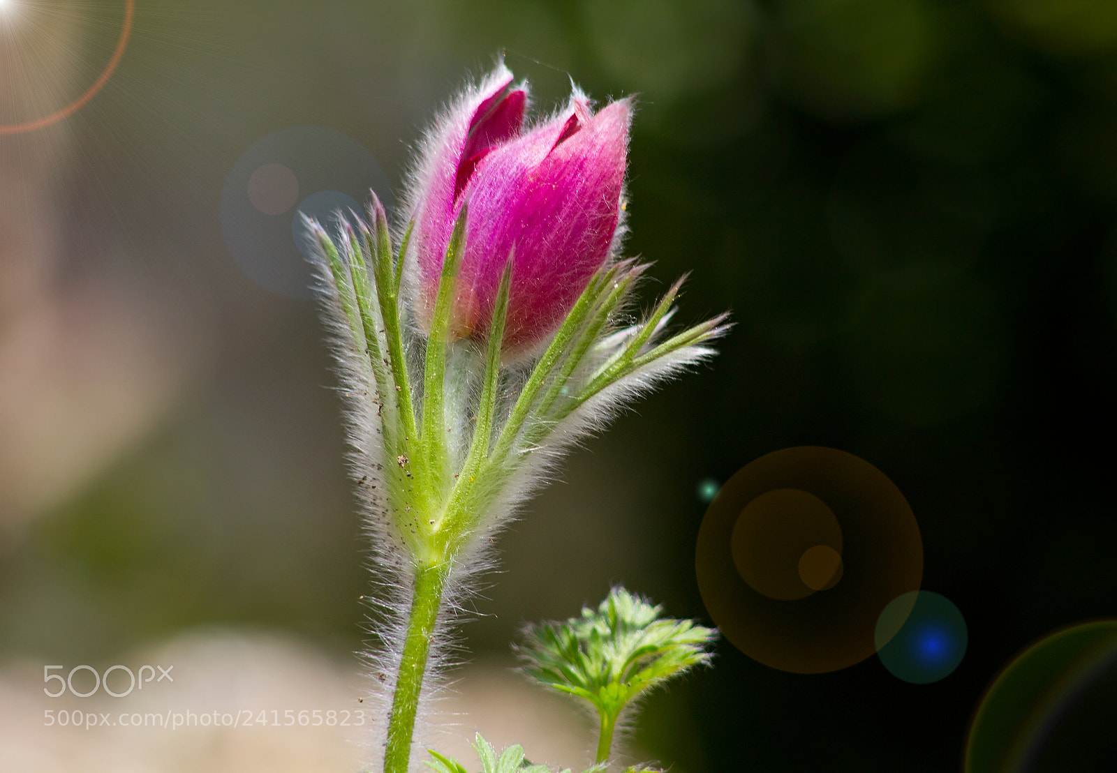 Canon EOS 550D (EOS Rebel T2i / EOS Kiss X4) sample photo. Pulsatilla vulgaris photography