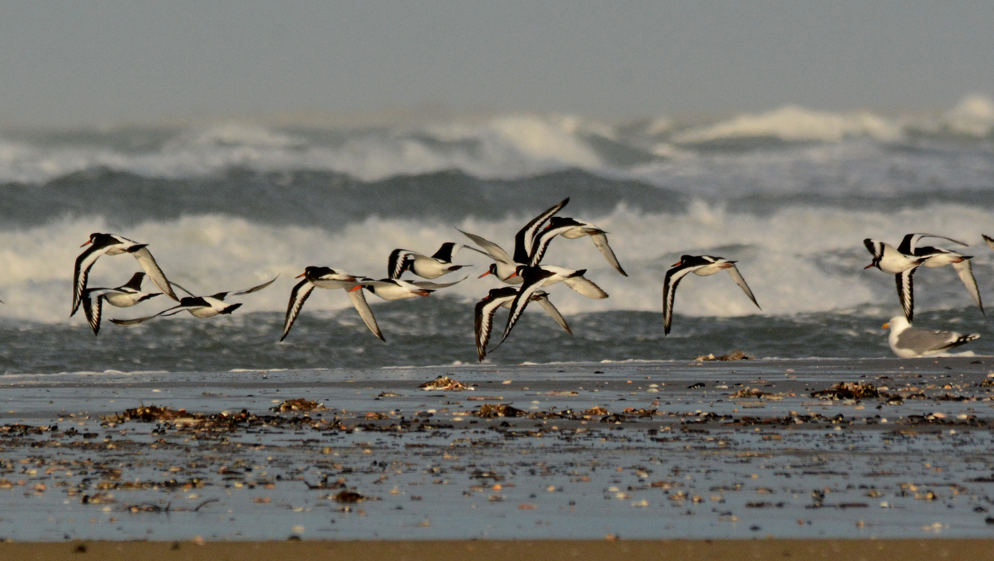 Sigma 150-500mm F5-6.3 DG OS HSM sample photo. Eurasian oystercatcher photography