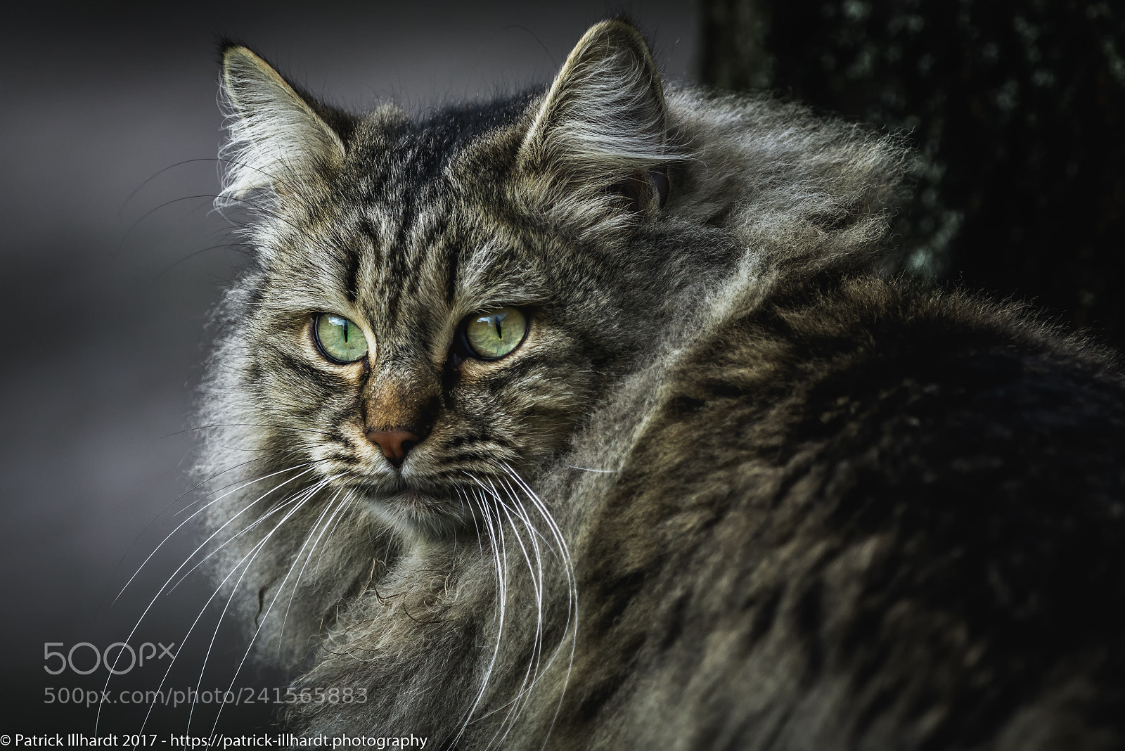 Sony a7R sample photo. Waldkatze =) photography