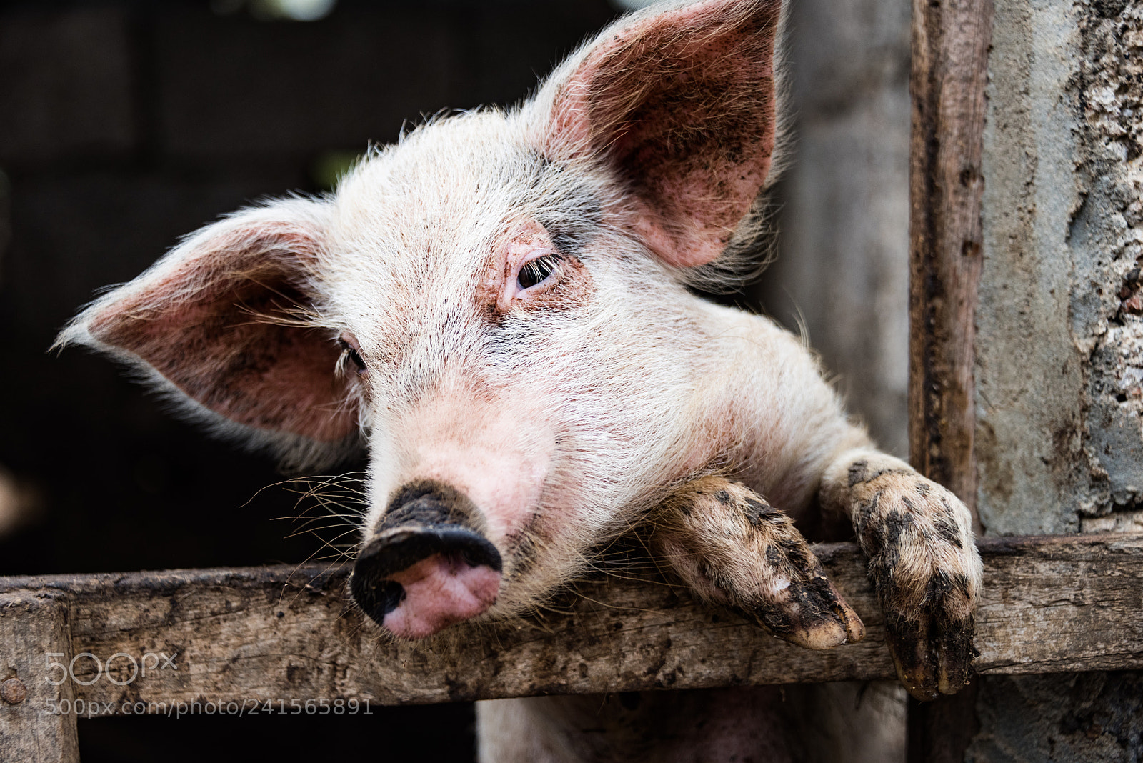 Nikon D810 sample photo. Pig of the day photography