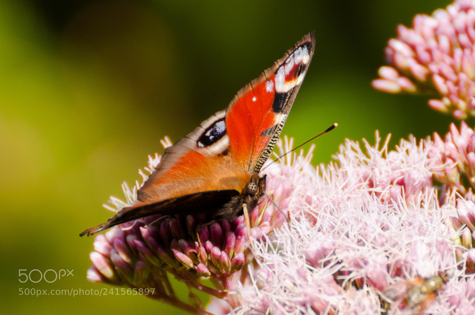 Nikon D300S sample photo. Butterfly photography