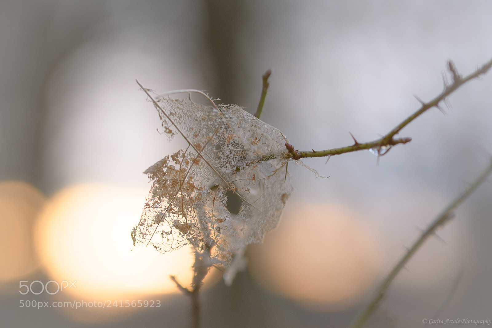 Nikon D500 sample photo. A winter dream photography