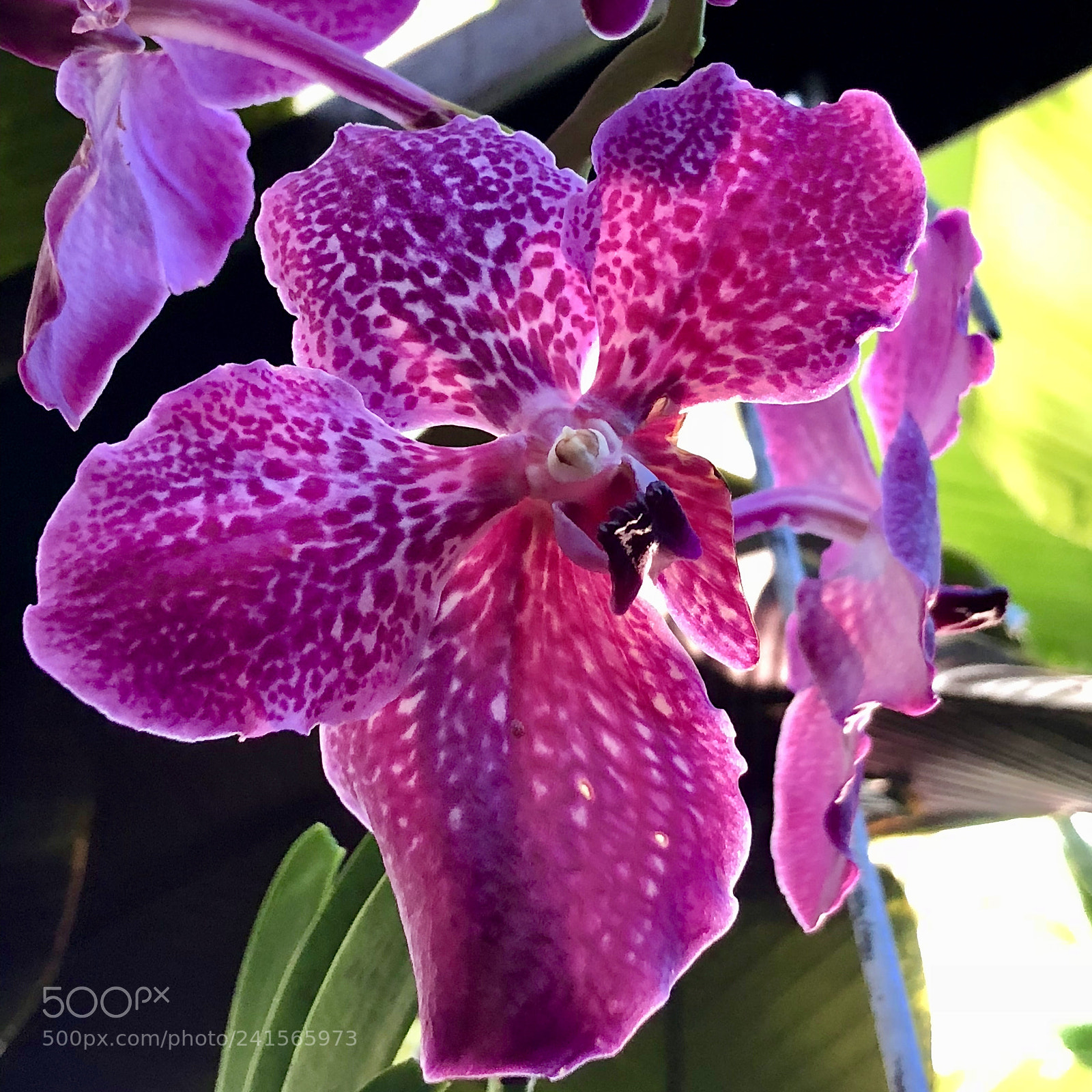 Apple iPhone 8 Plus sample photo. Another beautiful orchid photography