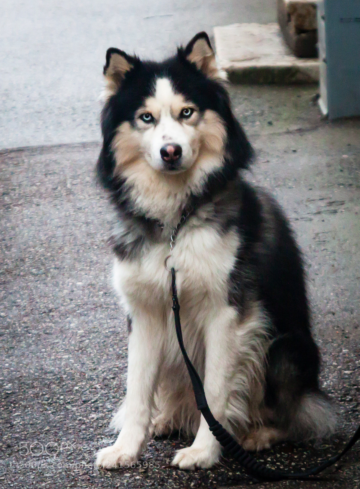 Canon EOS 500D (EOS Rebel T1i / EOS Kiss X3) sample photo. So cute :-) photography