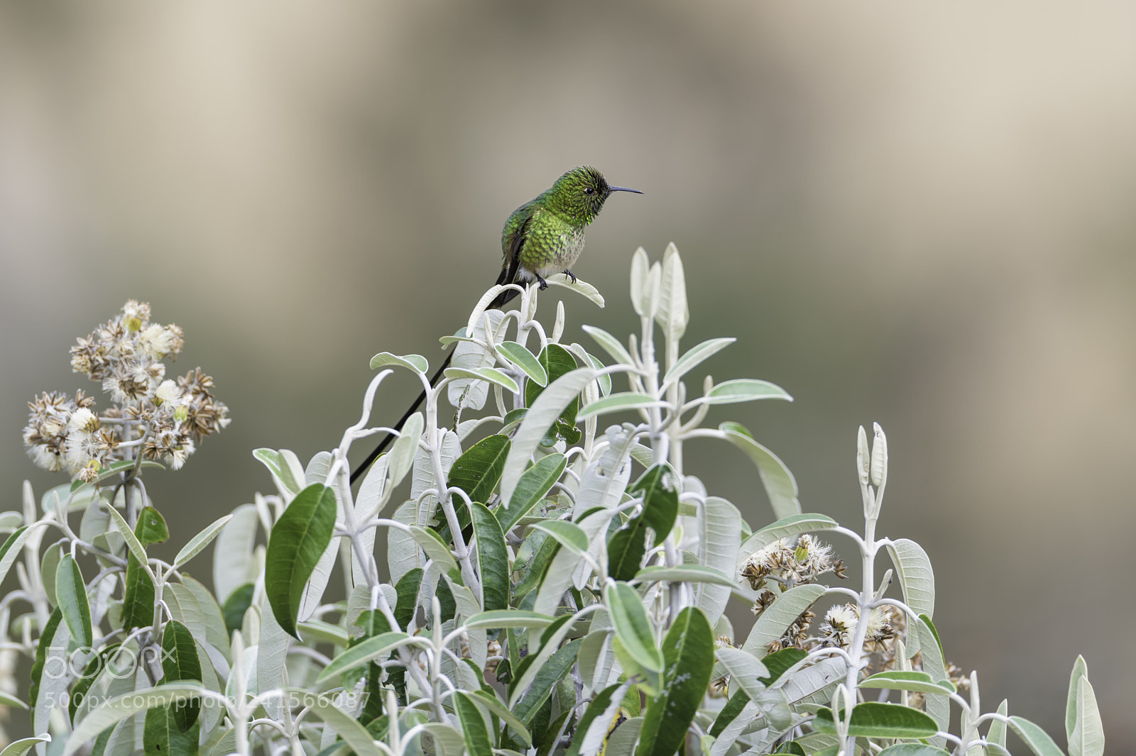 Nikon D850 sample photo. Black tailed trainbearer photography