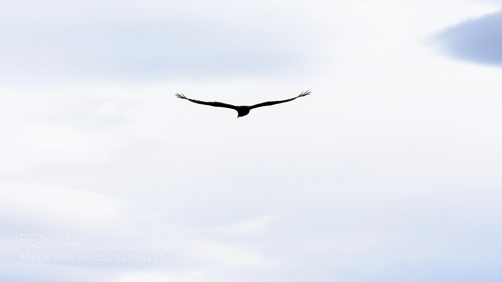 Nikon D7200 sample photo. Jote photography
