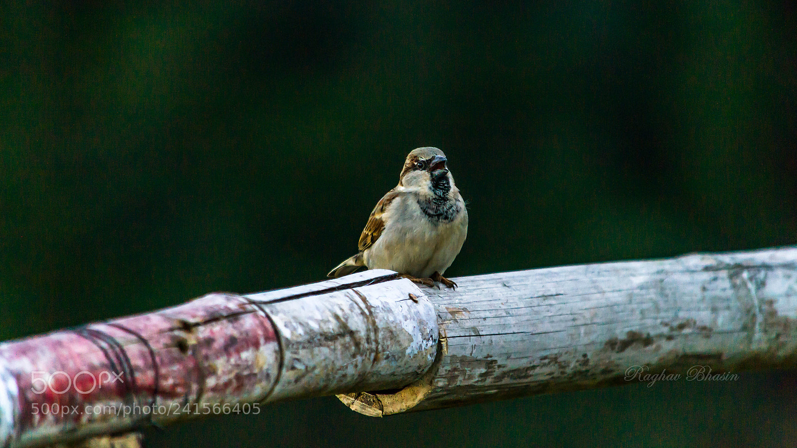 Nikon D3100 sample photo. Calling out to her photography