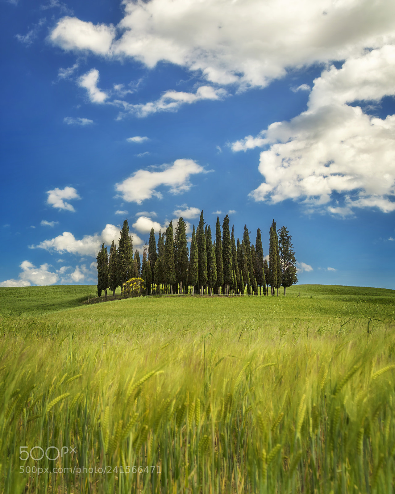 Canon EOS 5DS sample photo. Island in the meadow photography