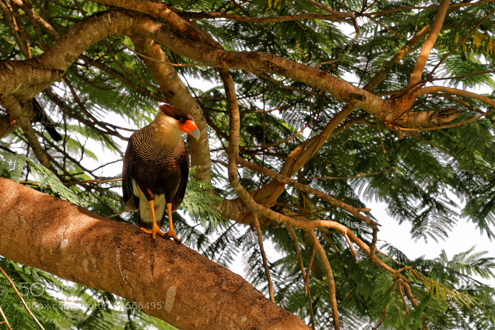Sony a7 sample photo. Pantanal falcon photography