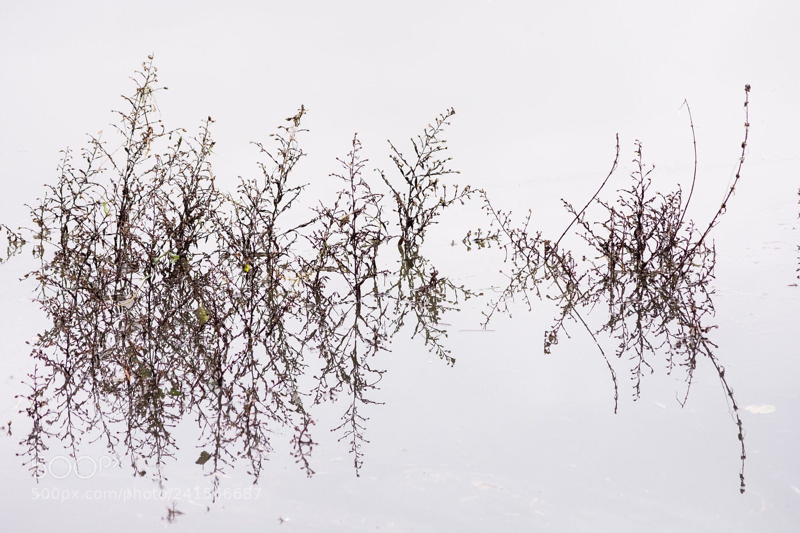 Nikon D7200 sample photo. Mirrored photography