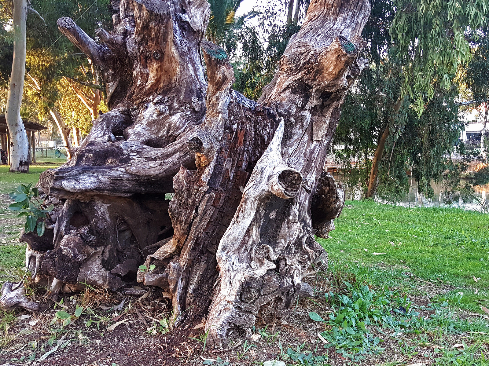 Samsung Galaxy S6 sample photo. Tree trunk photography