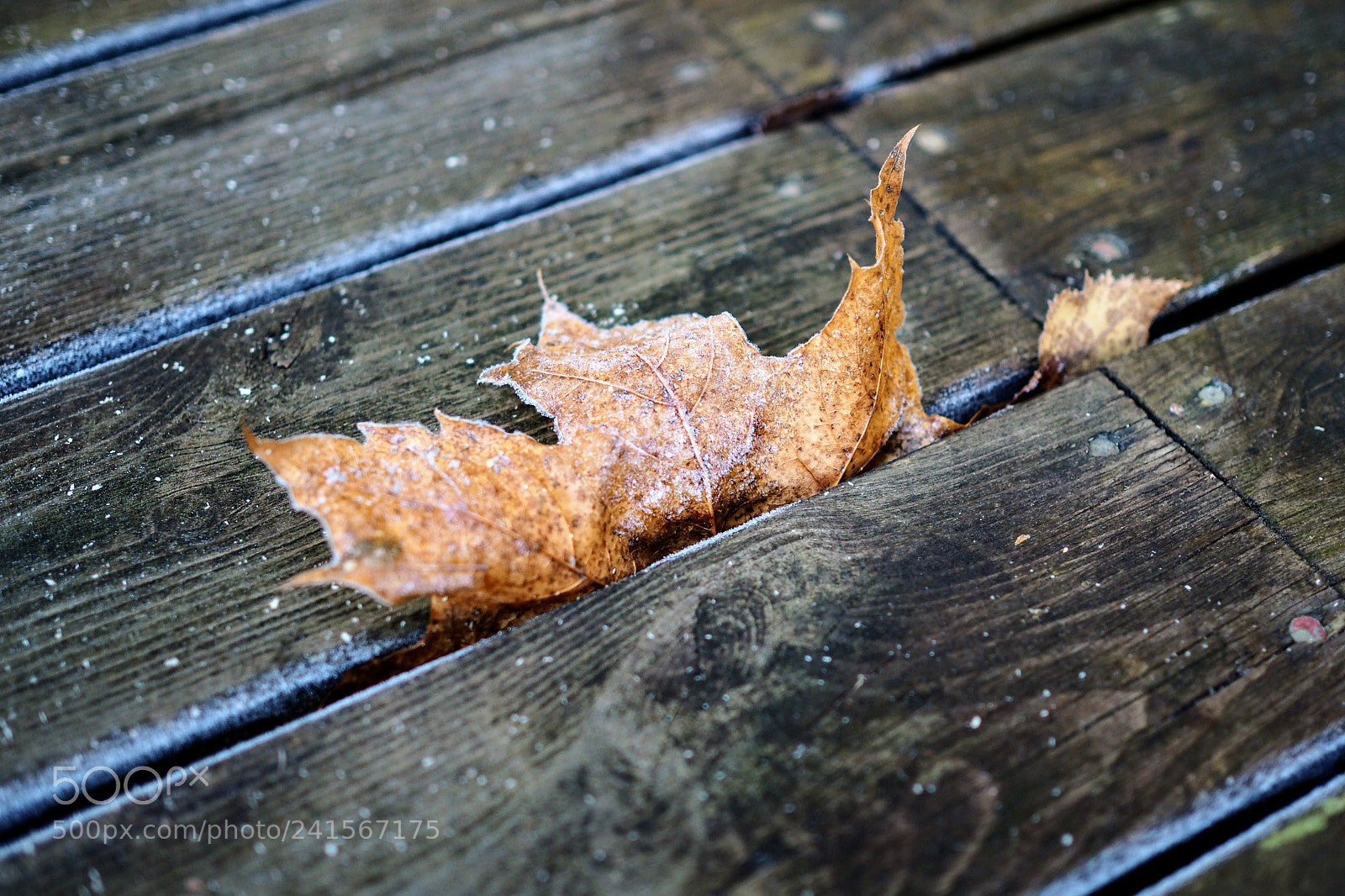 Olympus OM-D E-M10 II sample photo. Frozen leaf photography