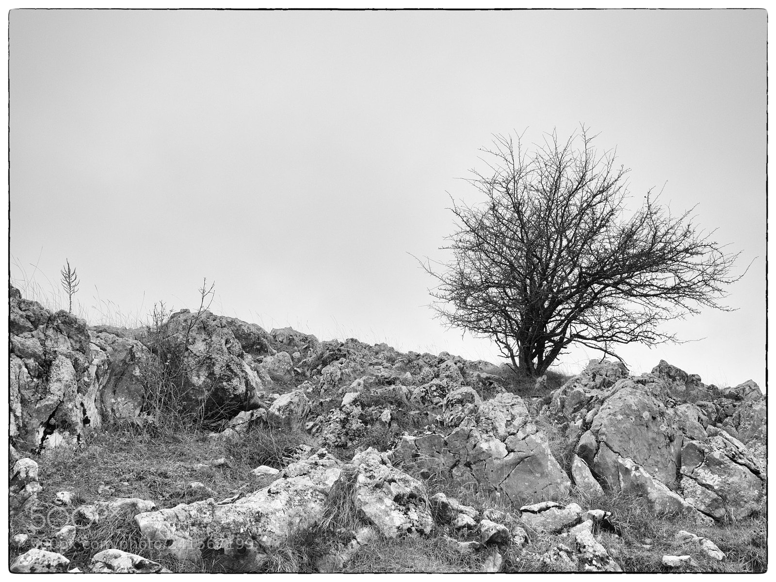 Nikon D850 sample photo. Tendency to the right photography