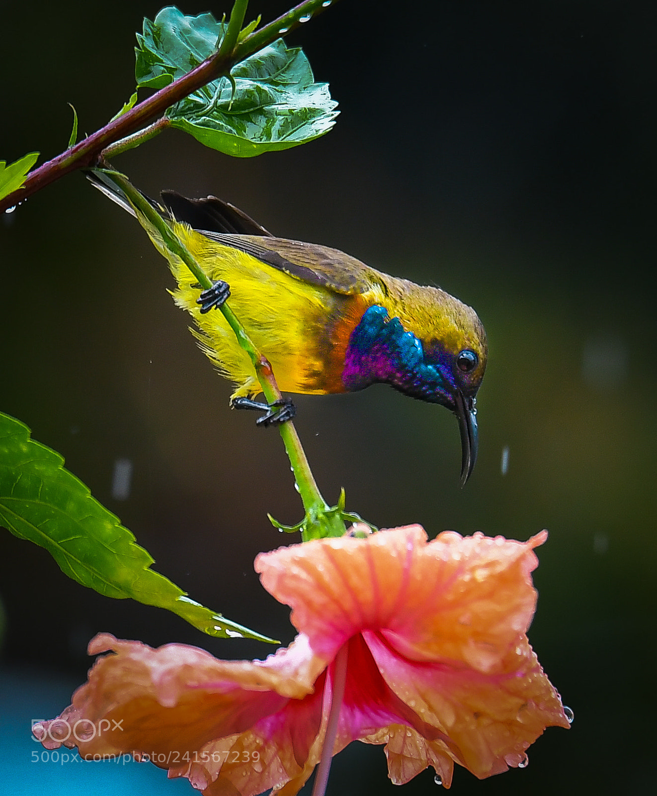 Nikon D500 sample photo. Olive backed sunbird photography
