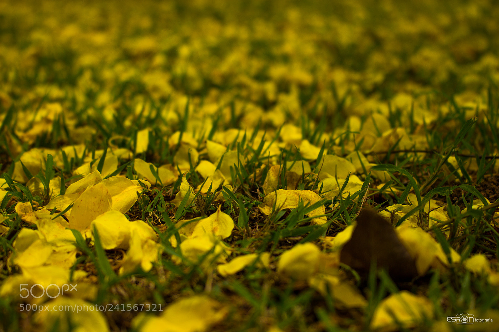 Canon EOS 700D (EOS Rebel T5i / EOS Kiss X7i) sample photo. Esron rodrigues photography