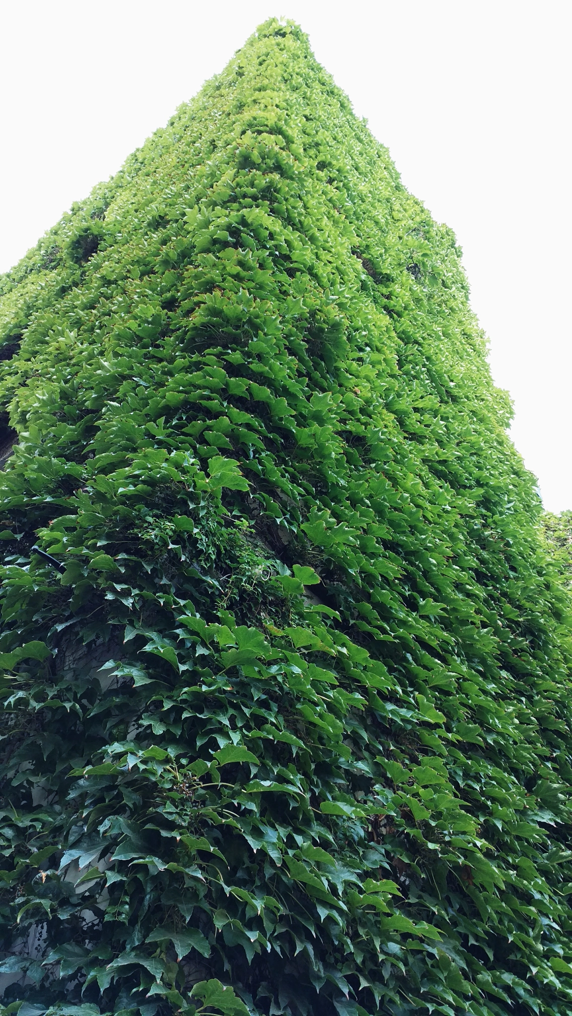 Xiaomi Mi-4c sample photo