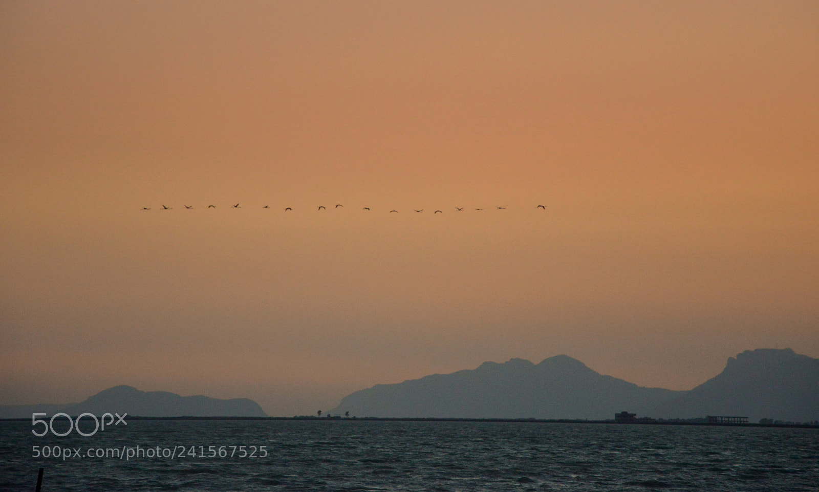 Nikon D3200 sample photo. Birds photography