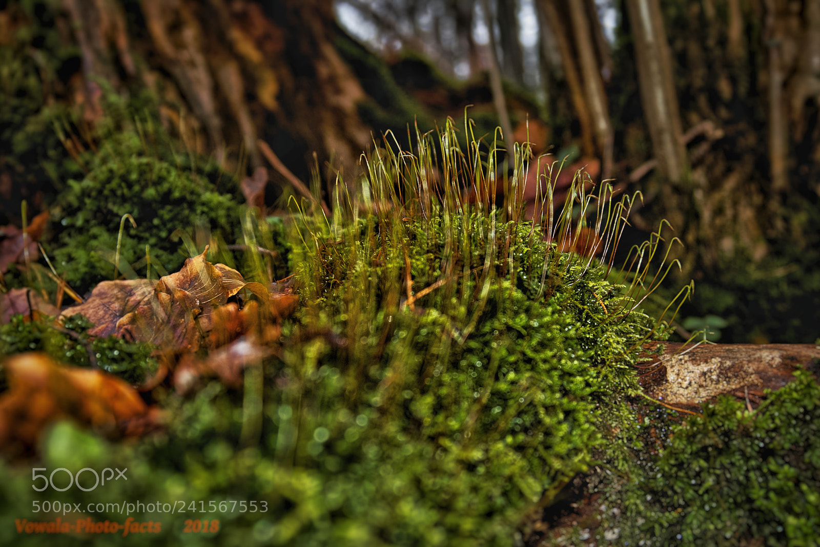 Nikon D5500 sample photo. Small world photography