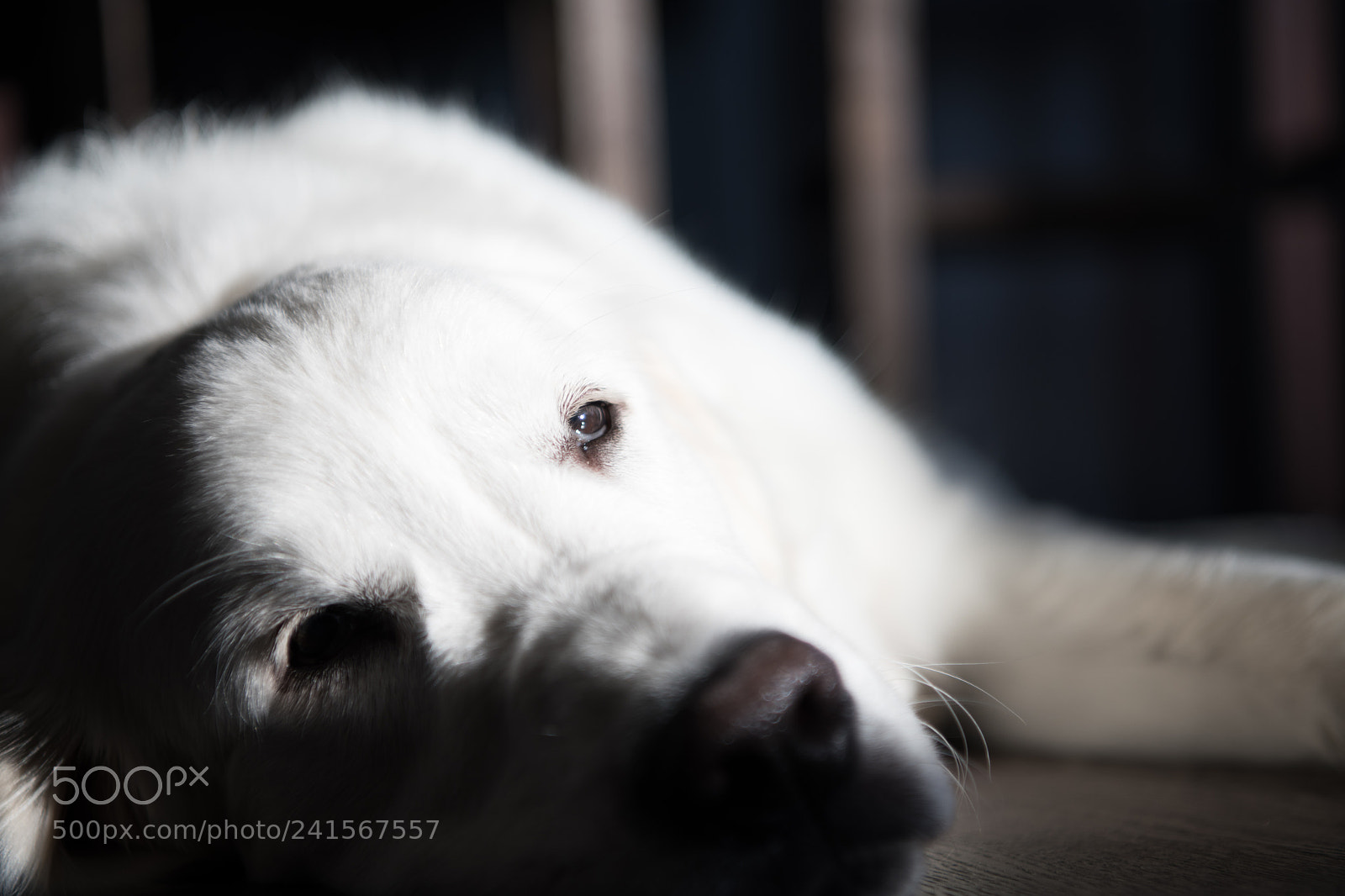 Nikon D850 sample photo. Cream golden retriver photography