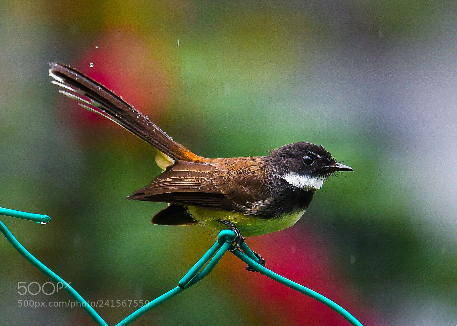 Nikon D500 sample photo. Malaysian pied fantail bird photography