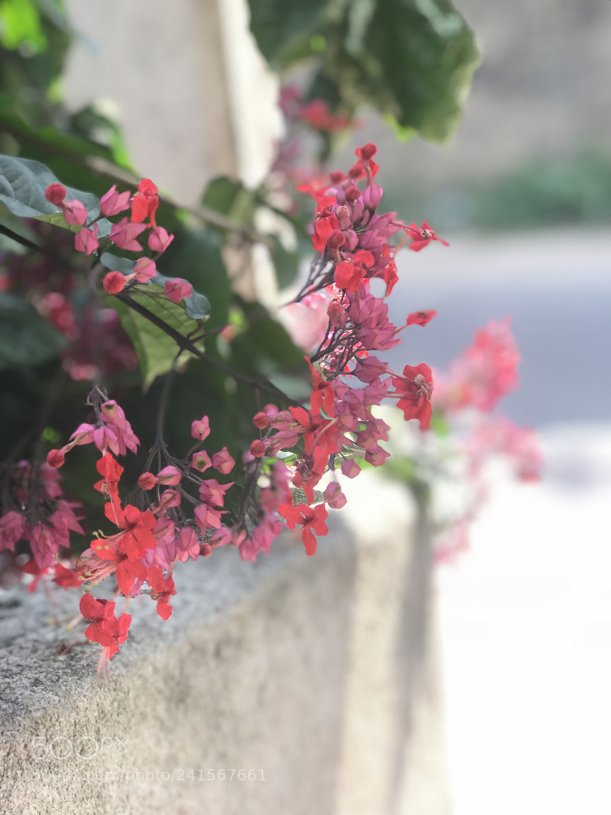 Apple iPhone 7 Plus sample photo. Untitled photography