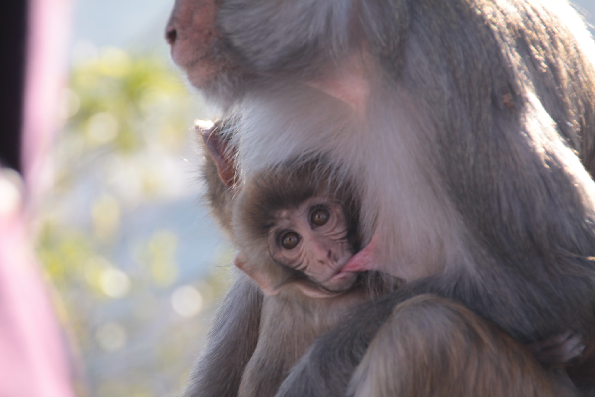 Canon EOS 500D (EOS Rebel T1i / EOS Kiss X3) + Sigma 18-250mm F3.5-6.3 DC OS HSM sample photo. Monkey affection photography