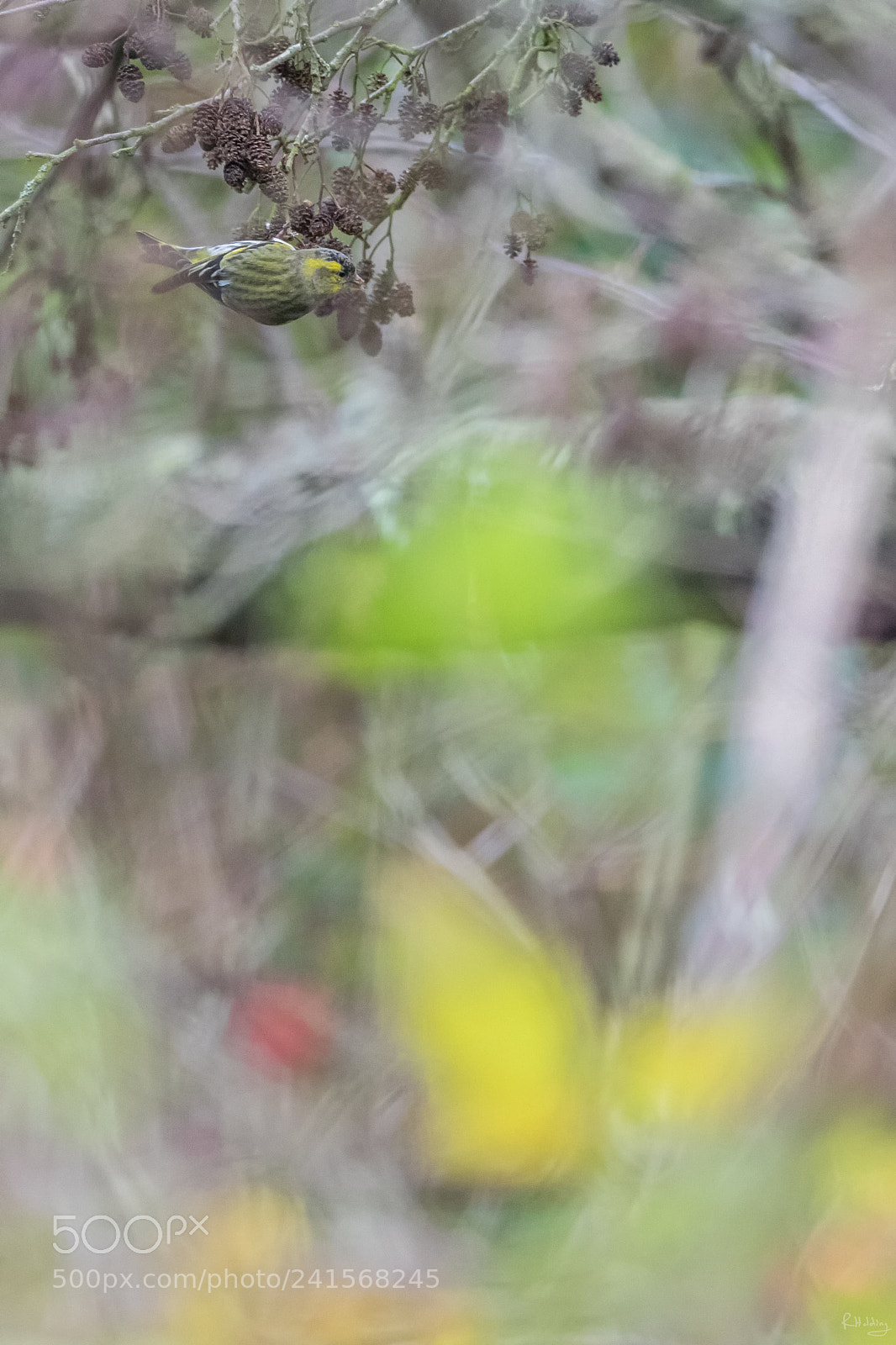 Olympus OM-D E-M1 sample photo. F erie de tarin photography