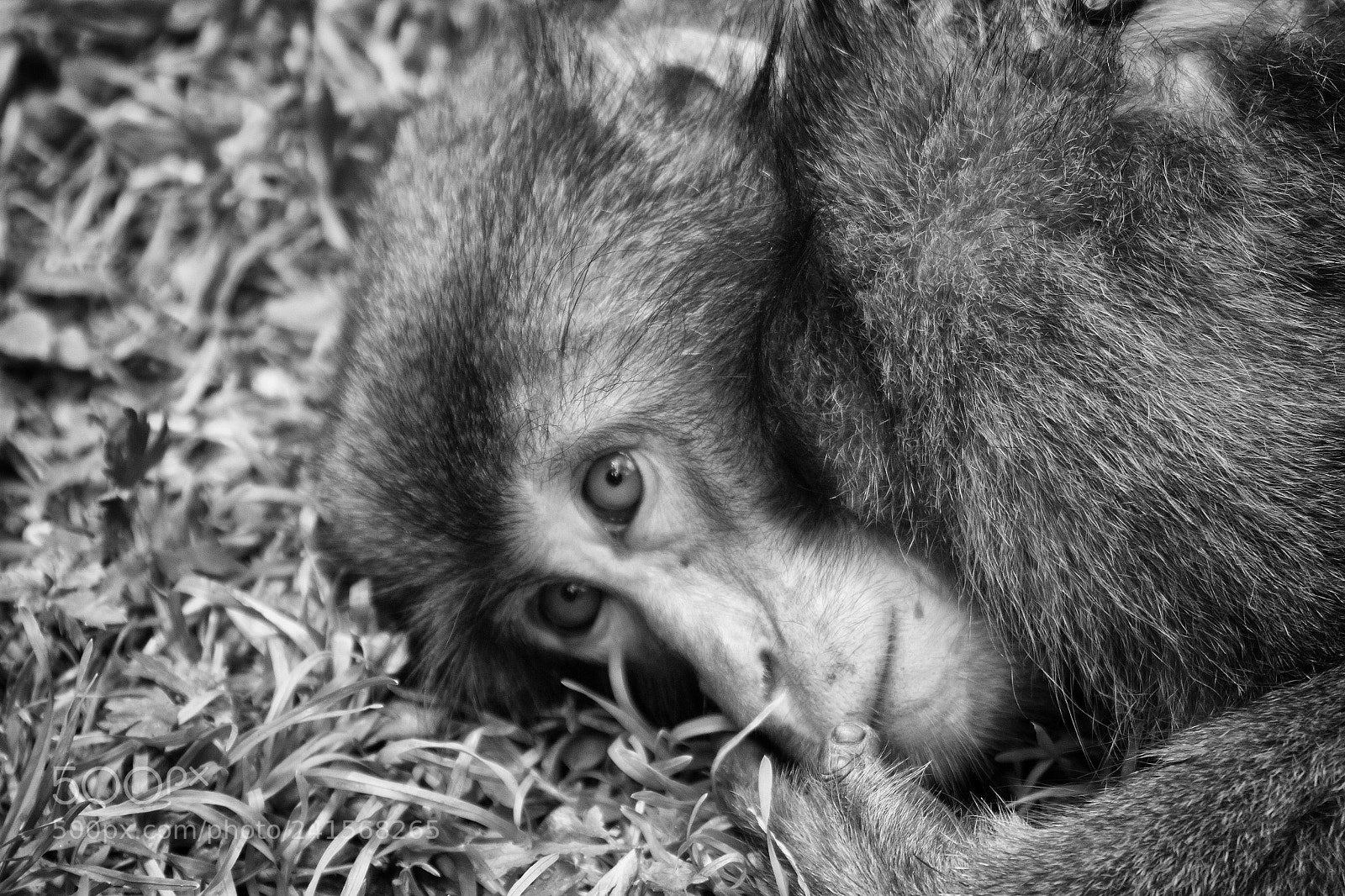 Canon EOS 550D (EOS Rebel T2i / EOS Kiss X4) sample photo. Monkey photography