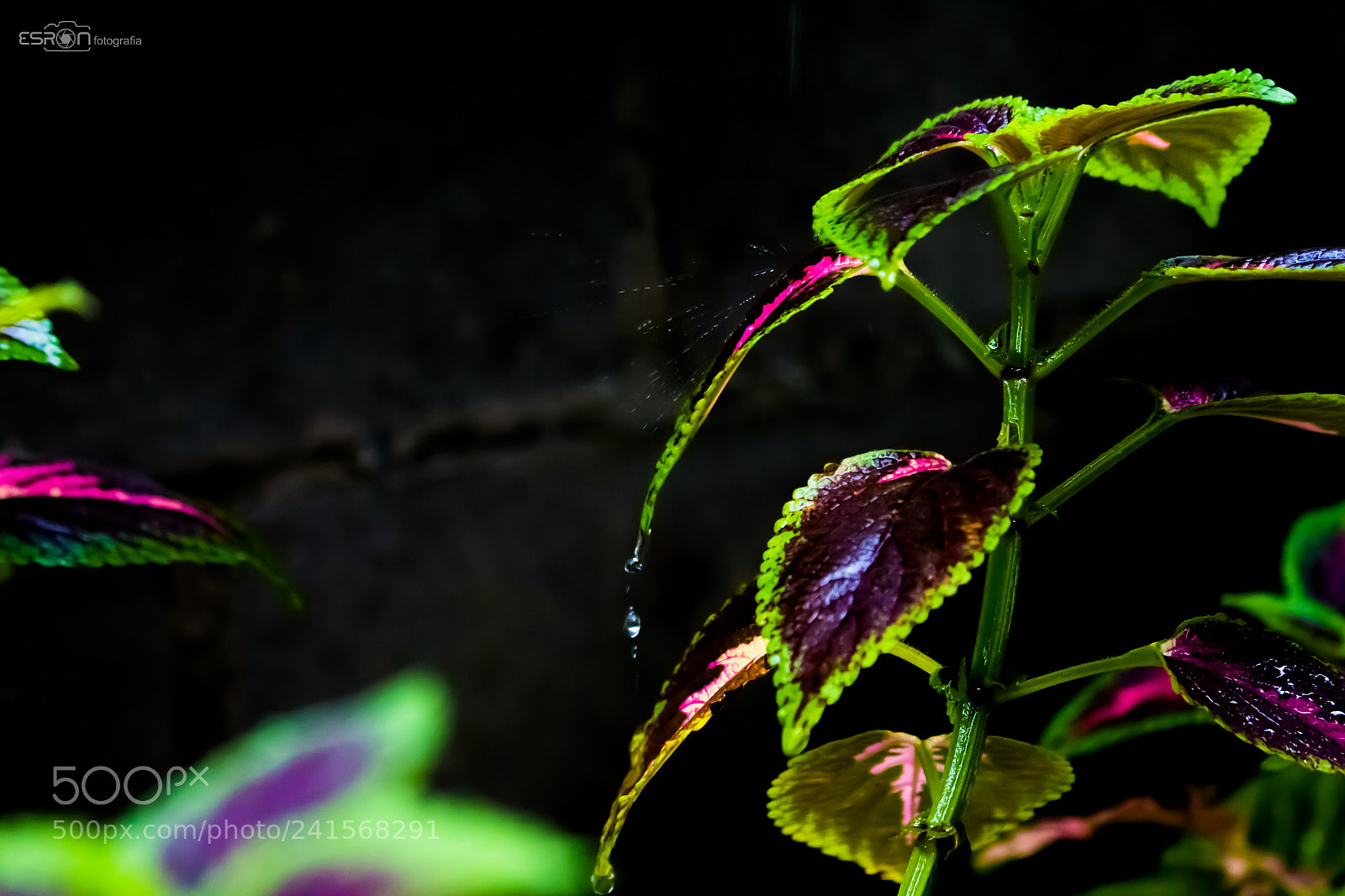 Canon EOS 700D (EOS Rebel T5i / EOS Kiss X7i) sample photo. Esron rodrigues photography