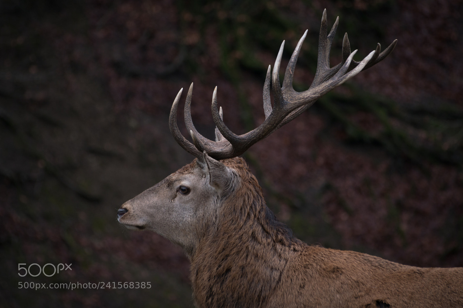 Sony ILCA-77M2 sample photo. Rothirsch 2/3 photography