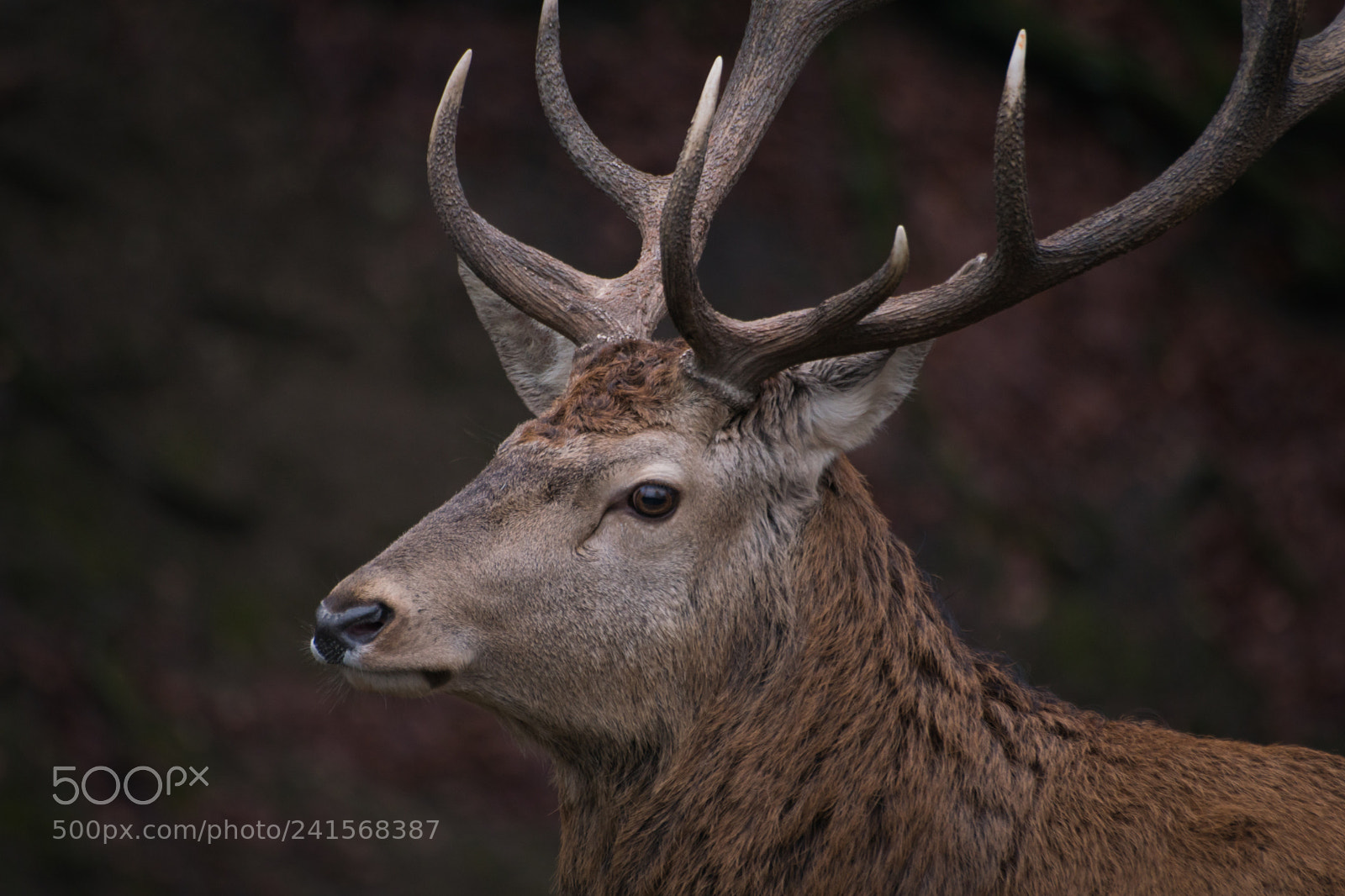 Sony ILCA-77M2 sample photo. Rothirsch 1/3 photography