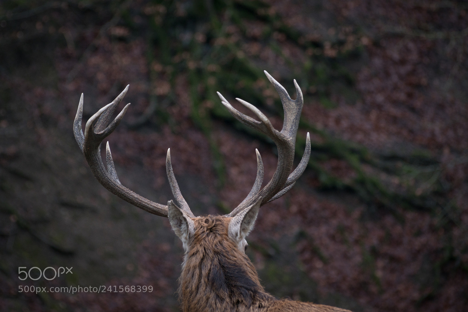 Sony ILCA-77M2 sample photo. Rothirsch 3/3 photography