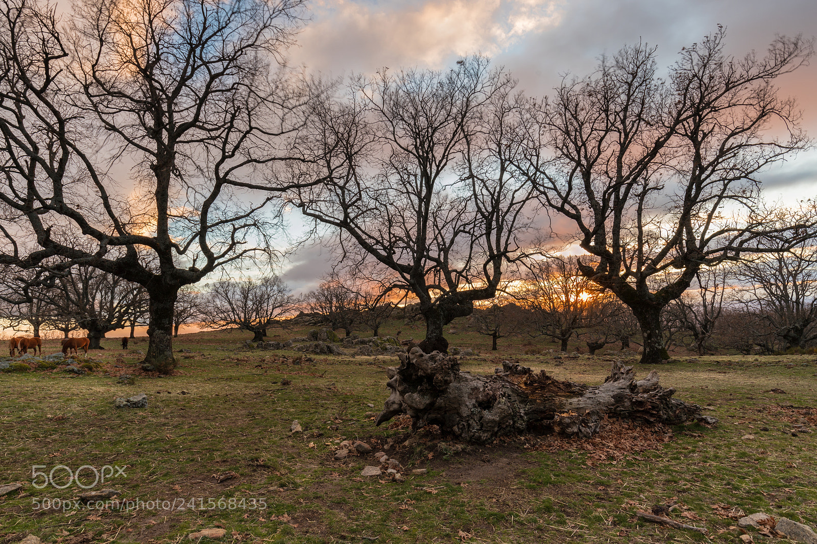 Canon EOS 6D Mark II sample photo. Cabezabellosa  060118-9115 photography