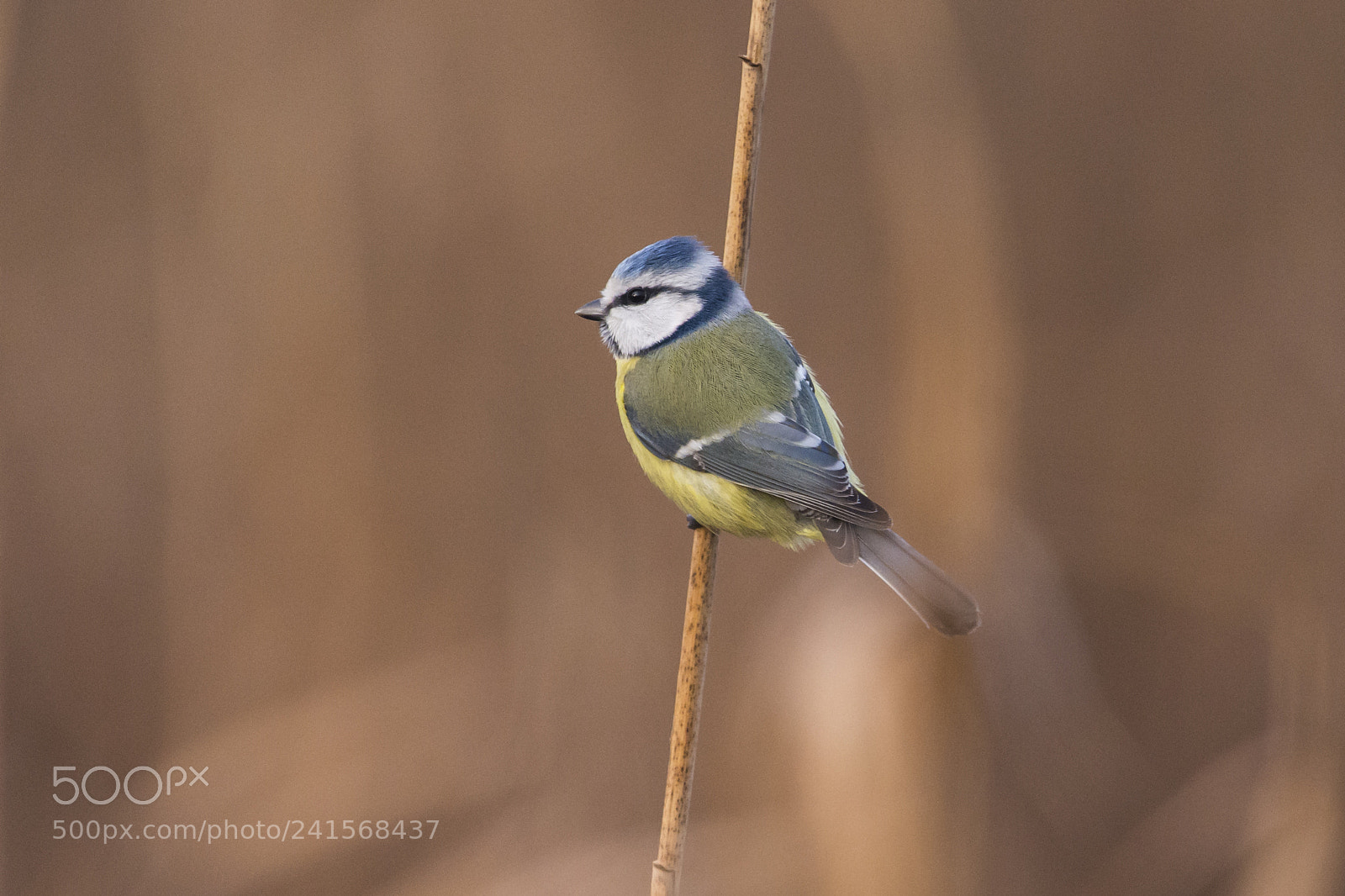 Nikon D7100 sample photo. Eurasian blue tit photography