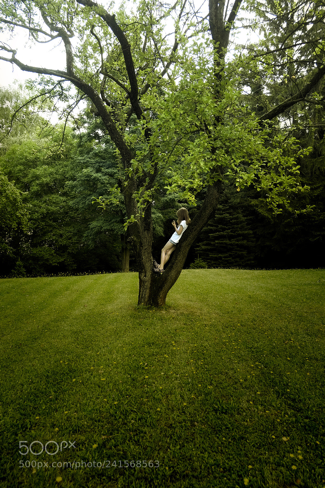 Fujifilm X-E1 sample photo. On the tree photography