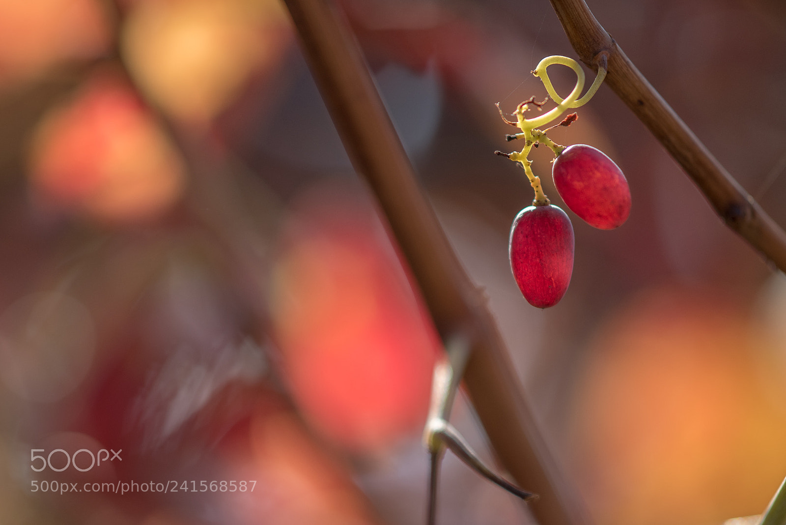 Nikon D810 sample photo. Remains photography