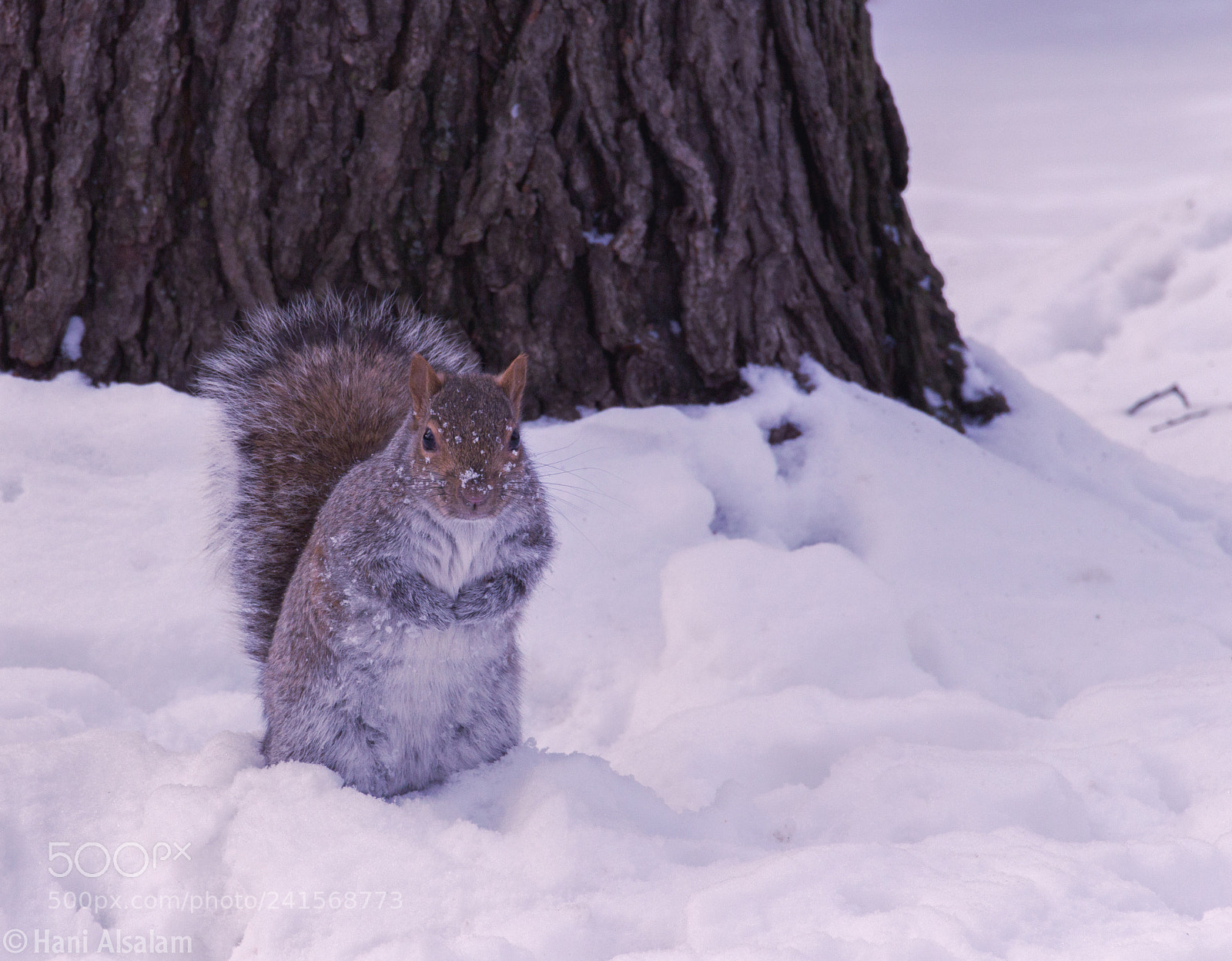 Canon EOS 650D (EOS Rebel T4i / EOS Kiss X6i) sample photo. Squirrel photography
