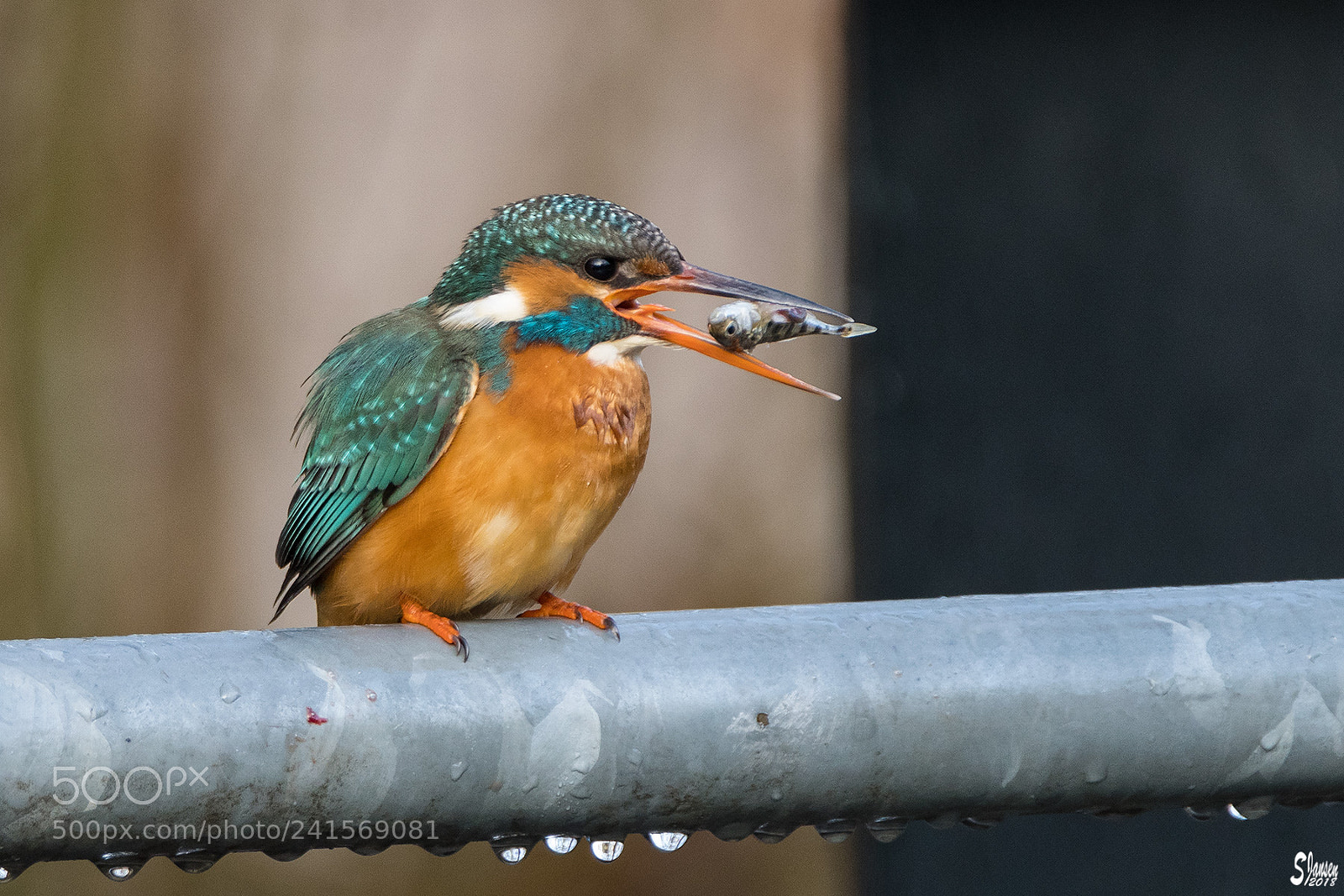 Nikon D500 sample photo. Kingfisher and his prey photography