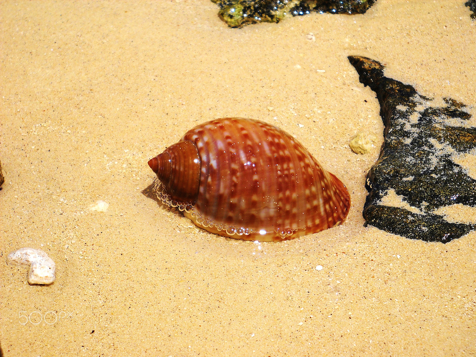 Nikon Coolpix L20 sample photo. Beach treasure photography