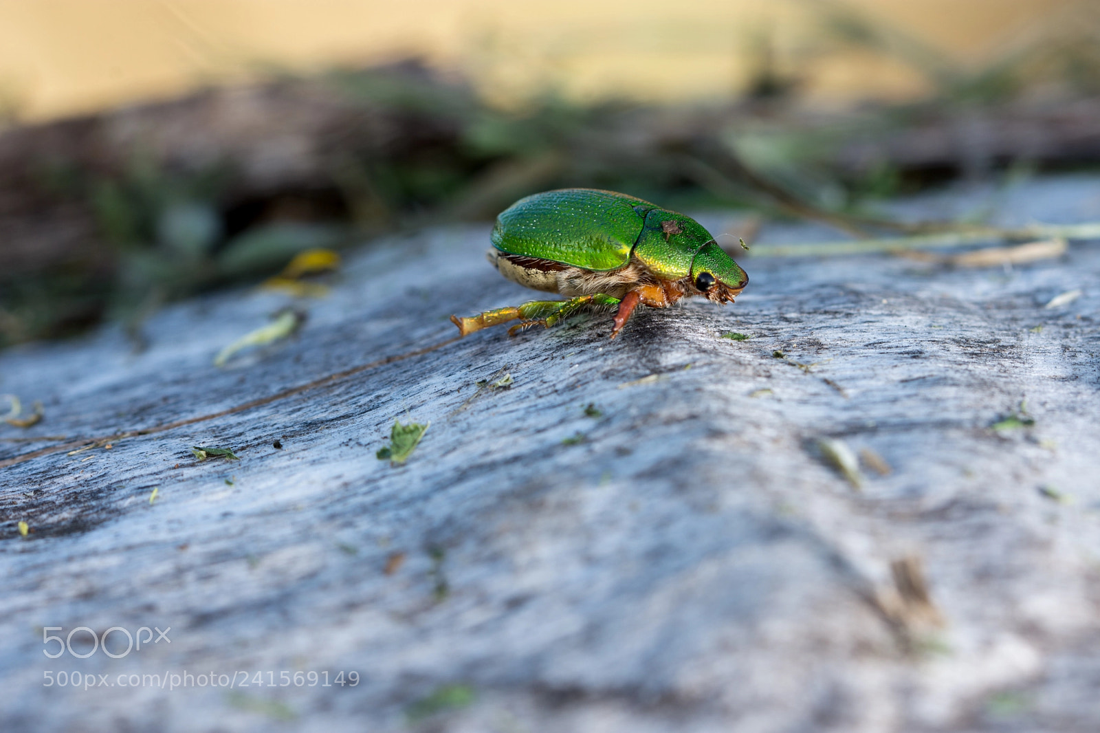 Nikon D7200 sample photo. Bug photography