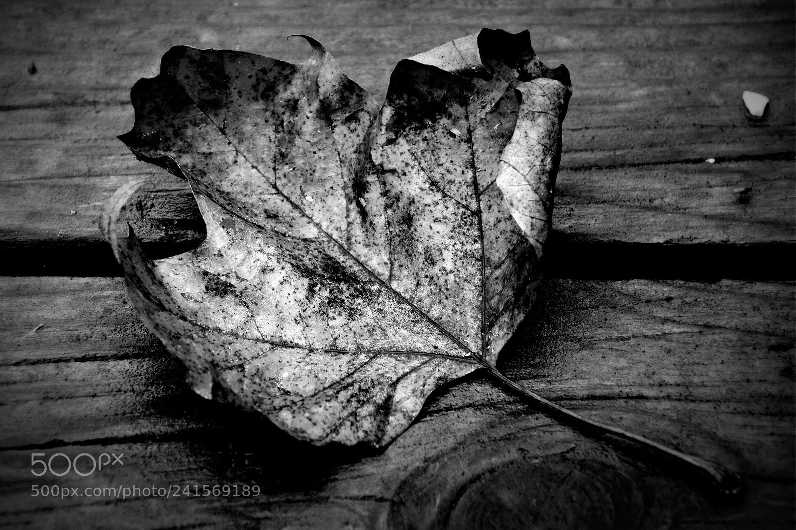Pentax K-3 sample photo. Leaf in b/w photography