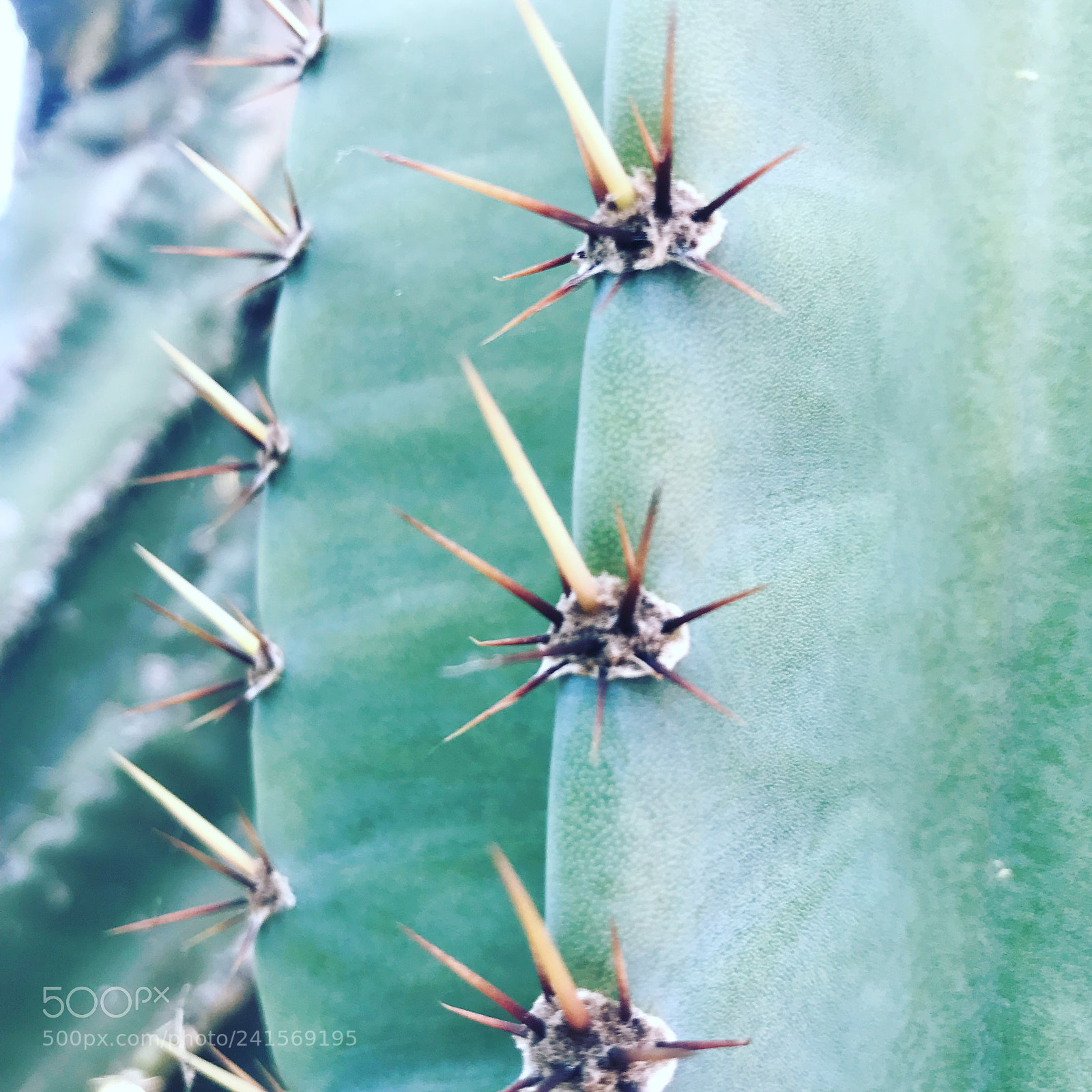 Apple iPhone 7 sample photo. Cactus on our uncle photography