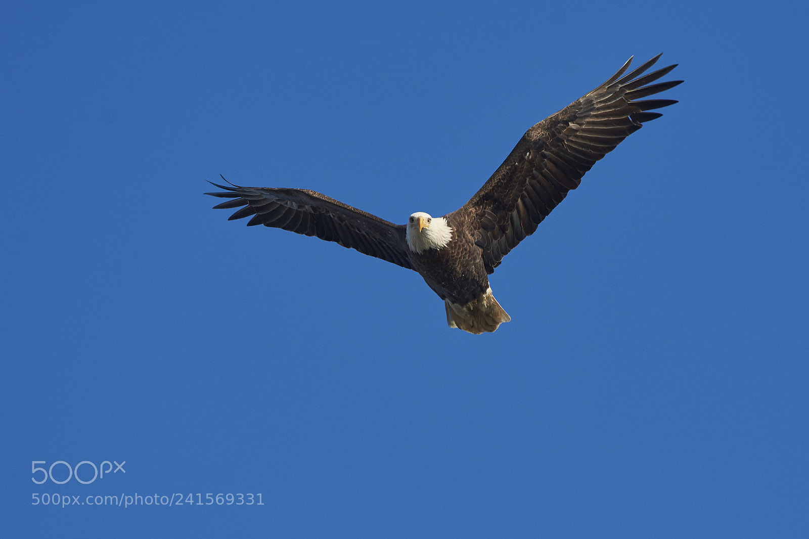 Nikon D7200 sample photo. Bald eagle photography