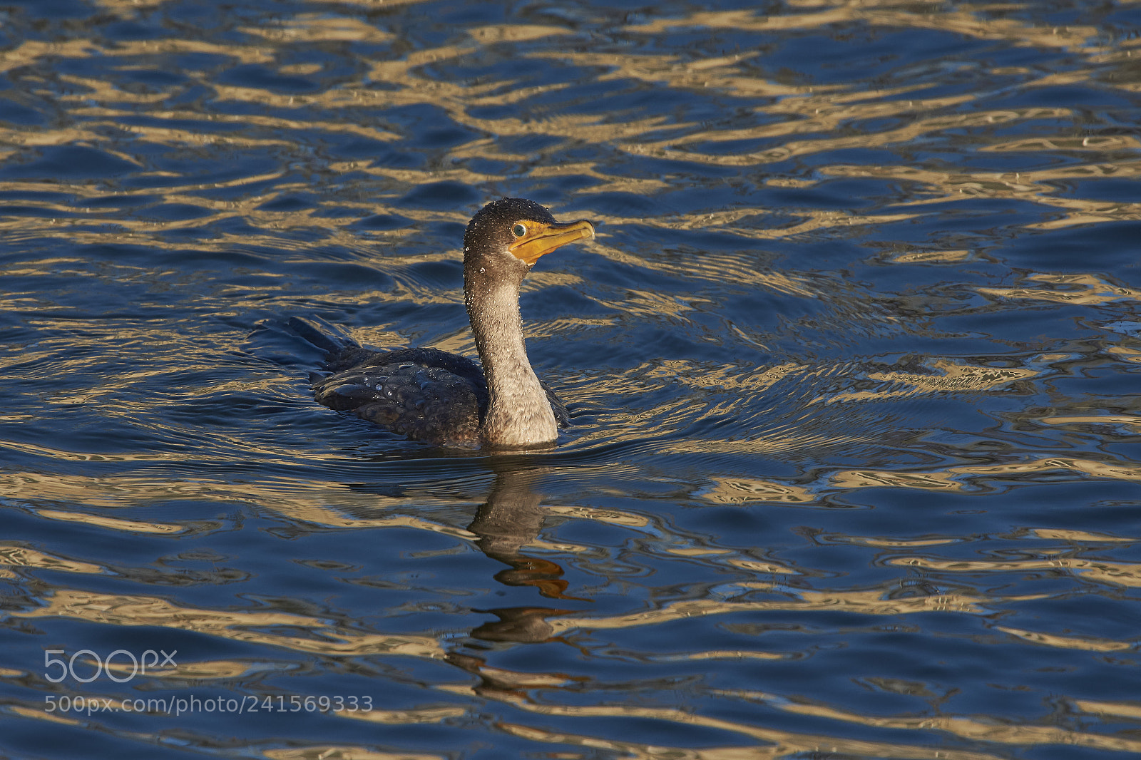 Nikon D7200 sample photo. Double-crested cormorant photography
