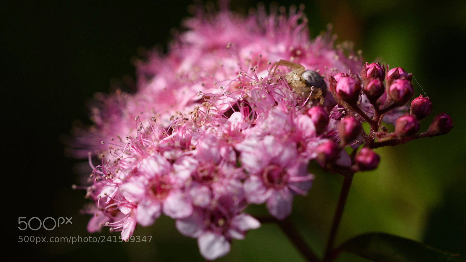 Nikon D7200 sample photo. Little spider photography
